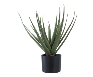 Vera ALOE 9501001