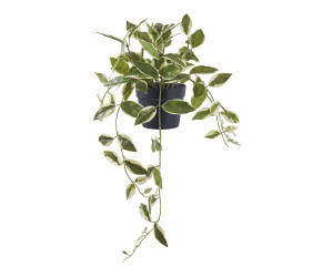 Carnosa HOYA 9501006