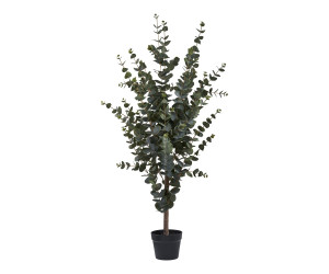 Árbol EUCALYPTUS 9501015