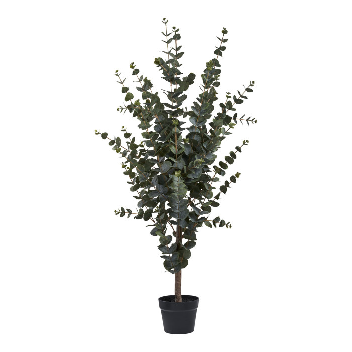 Árbol EUCALYPTUS 9501015