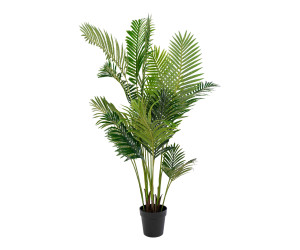 Palma ARECA 9501020