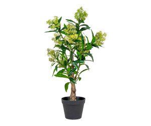 Árbol SKIMMIA 9501120