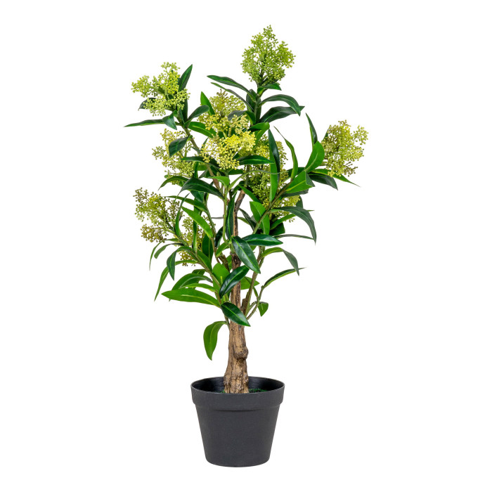 Árbol SKIMMIA 9501120