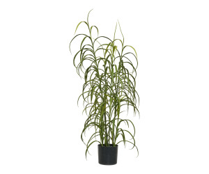 Planta GRASS 9510003