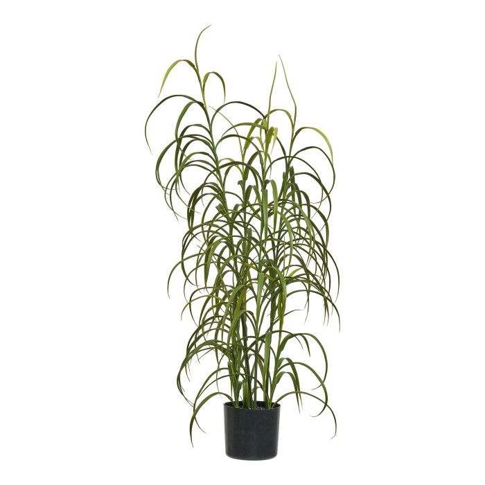 Planta GRASS 9510003